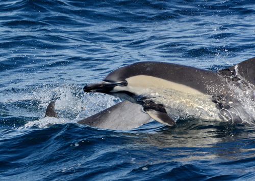 Common Dolphin