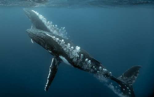 Humpback Whale