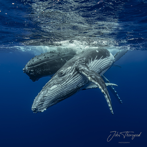 Humpback Whale