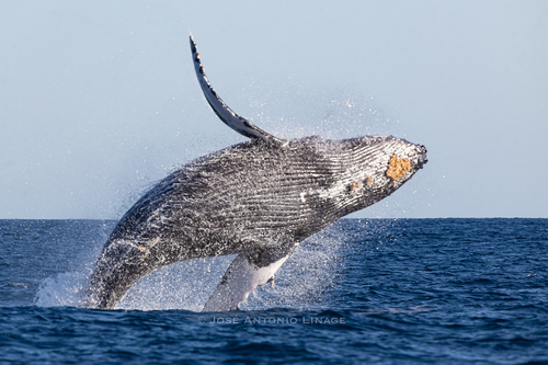 Humpback Whale