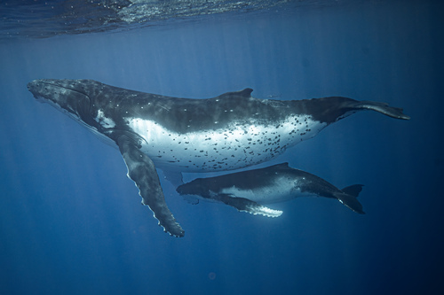 Humpback Whale