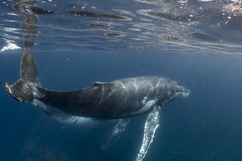 Humpback Whale