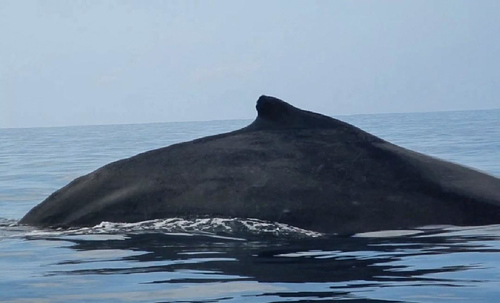 Humpback Whale