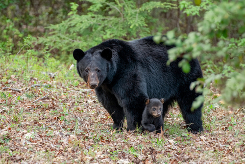 American Black Bear