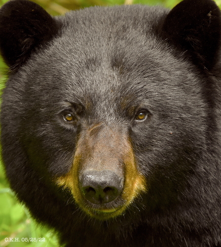 American Black Bear