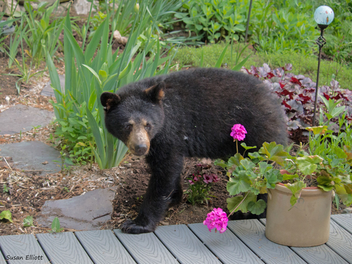 American Black Bear