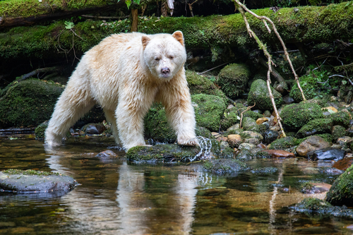 American Black Bear