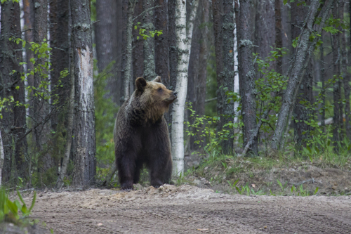 Brown Bear