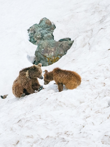 Brown Bear
