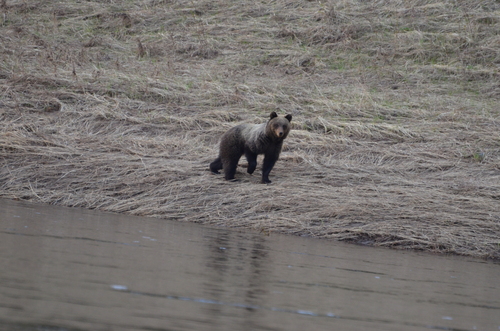 Brown Bear