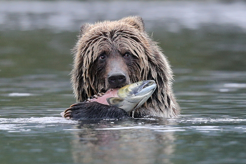 Brown Bear