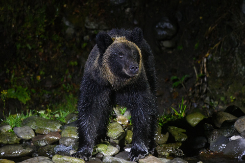 Brown Bear