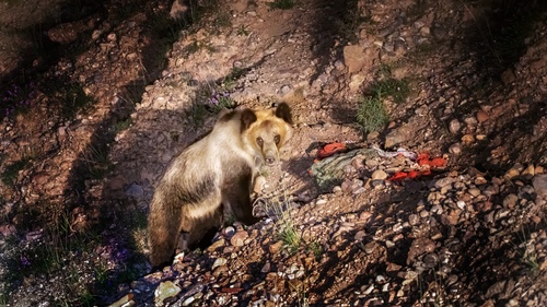 Brown Bear