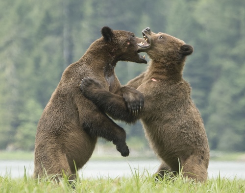 Brown Bear