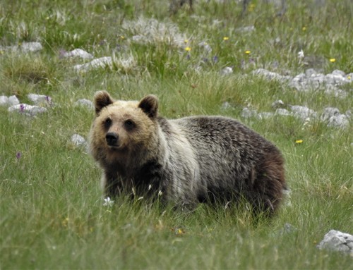 Brown Bear