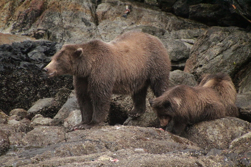 Brown Bear