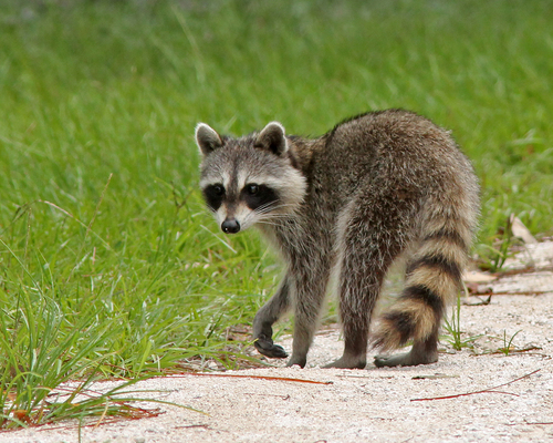 Common Raccoon