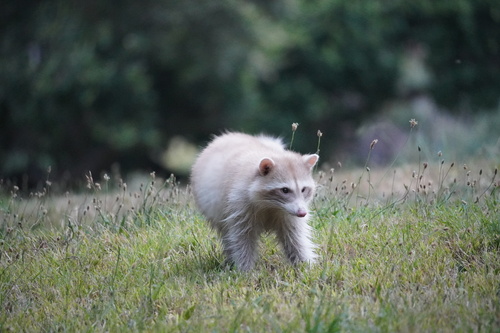 Common Raccoon