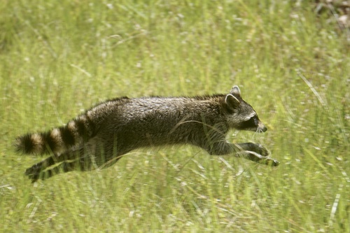 Common Raccoon