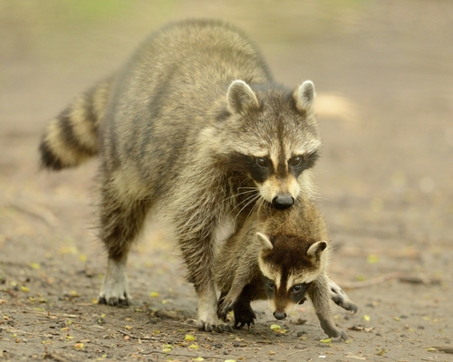 Common Raccoon