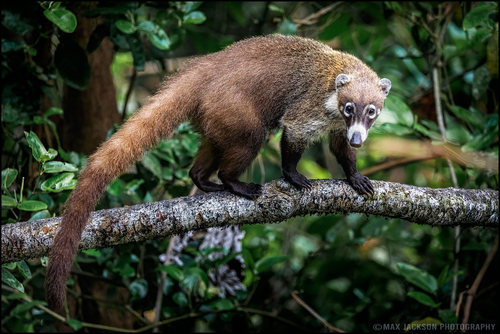 White-nosed Coati