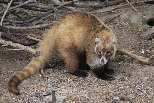 White-nosed Coati