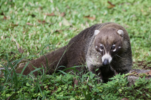 White-nosed Coati