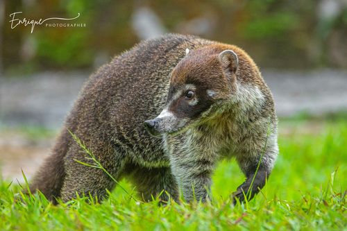 White-nosed Coati