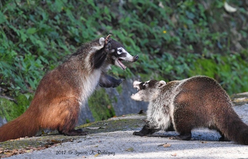 White-nosed Coati
