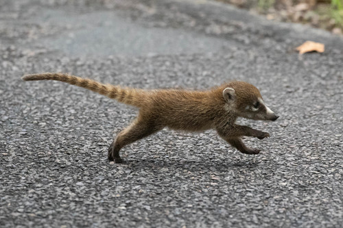 White-nosed Coati