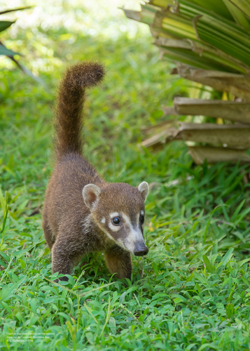 White-nosed Coati