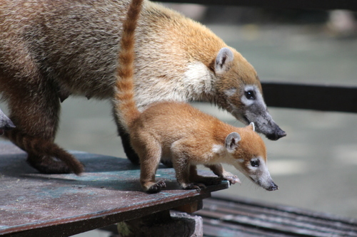 White-nosed Coati