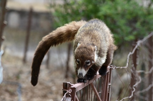 White-nosed Coati