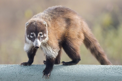 White-nosed Coati