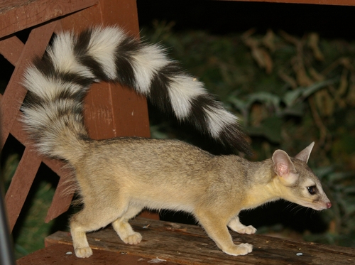 Ringtail