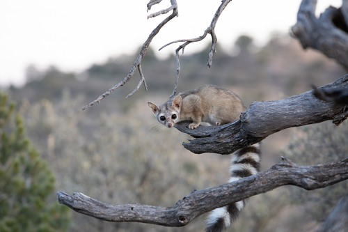 Ringtail