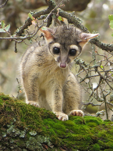 Ringtail