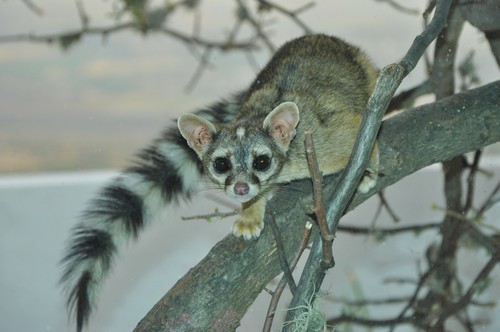 Ringtail