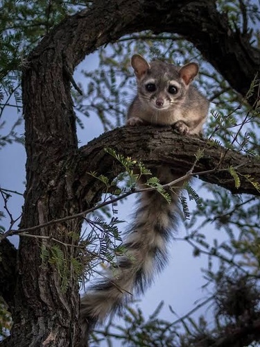 Ringtail