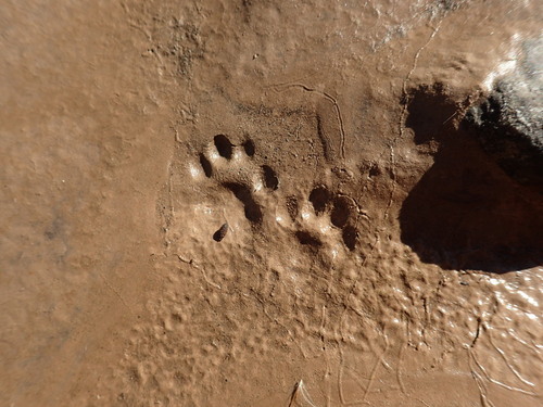 Ringtail