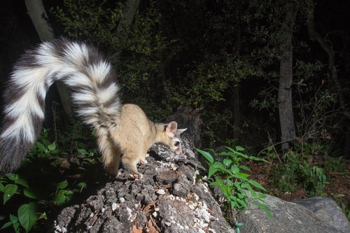 Ringtail