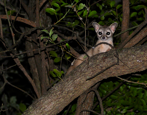 Ringtail