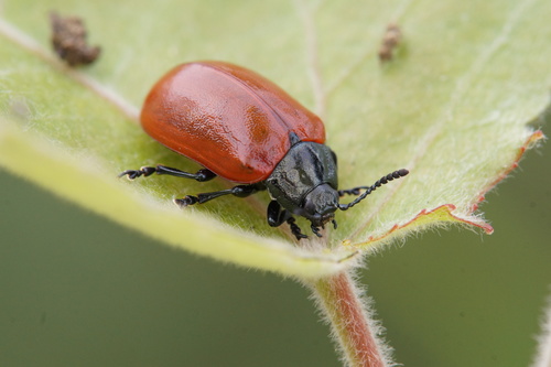 Poplar Leaf Beetle