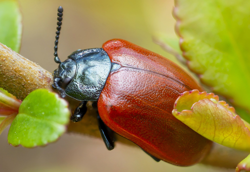 Poplar Leaf Beetle