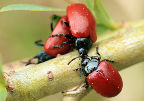 Poplar Leaf Beetle