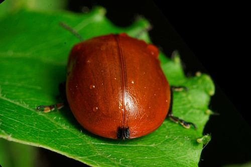 Poplar Leaf Beetle