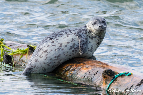 Harbor Seal