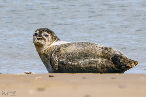 Harbor Seal