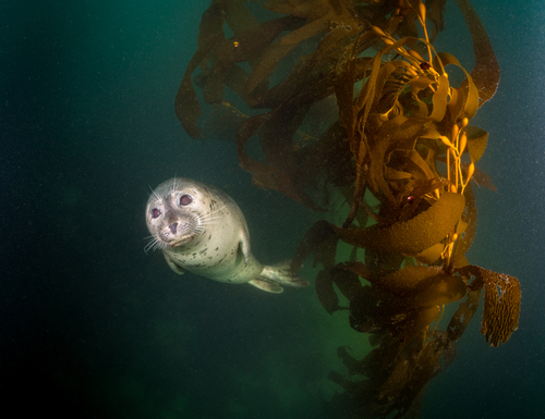 Harbor Seal