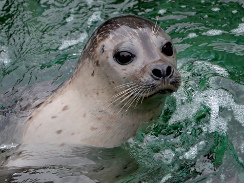 Harbor Seal